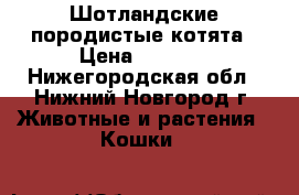 Шотландские породистые котята › Цена ­ 3 000 - Нижегородская обл., Нижний Новгород г. Животные и растения » Кошки   